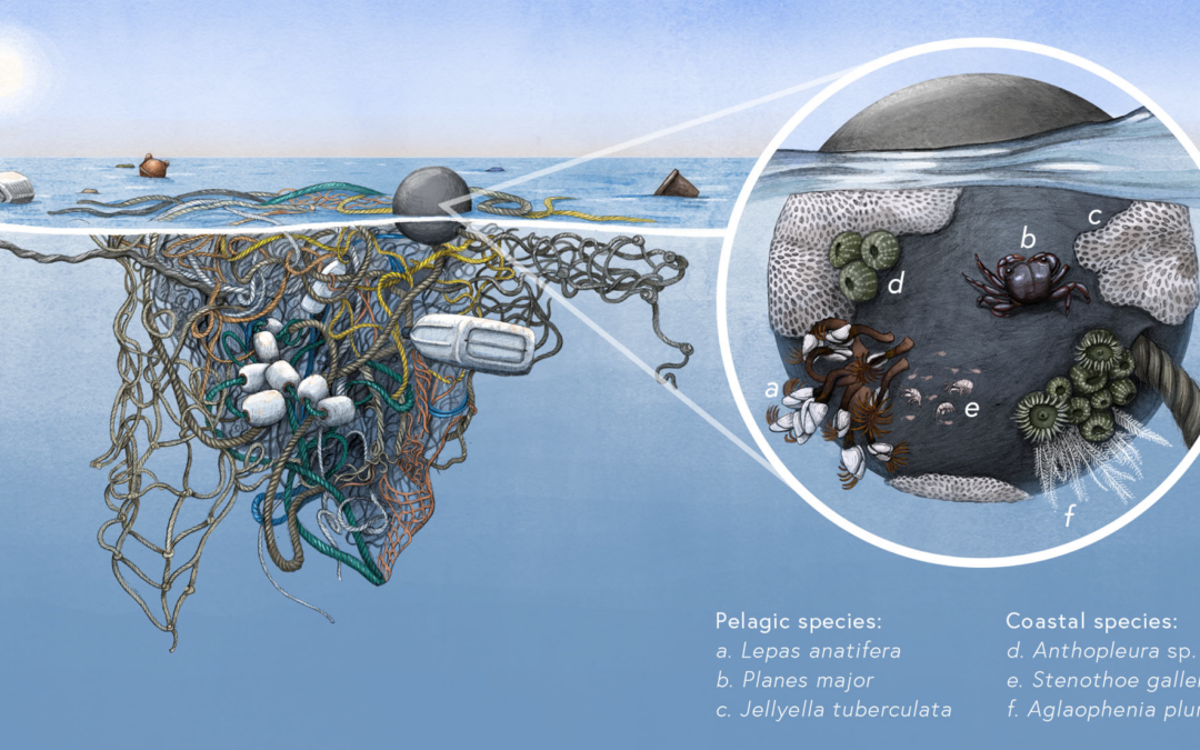 Comunidades neopelágicas: un nuevo híbrido del Antropoceno