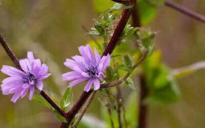 Las plantas que se extinguen más rápidamente son las menos “útiles”